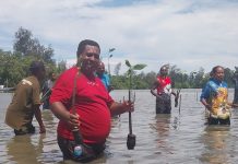 DLH Kabupaten Sarmi Tanam 12 Ribu Pohon Bakau di Kampung Masep